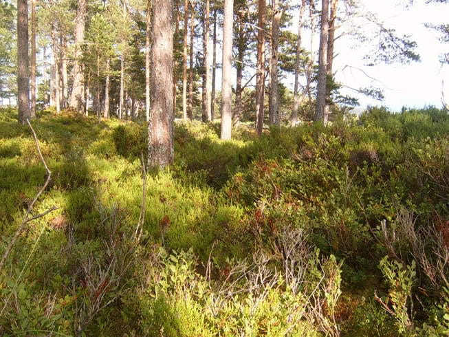 Skog og mark