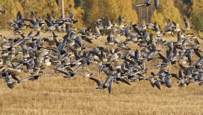 Flokk av hvitkinngåsa