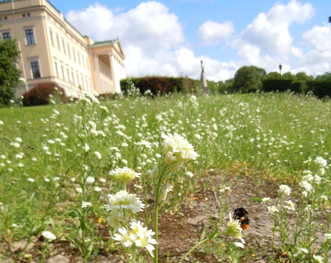 Slåtteenger i Slottsparken Grønt Blomster