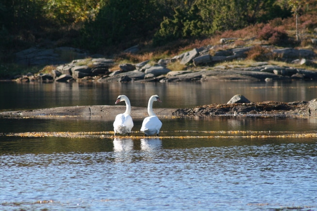 Svaner i vannet