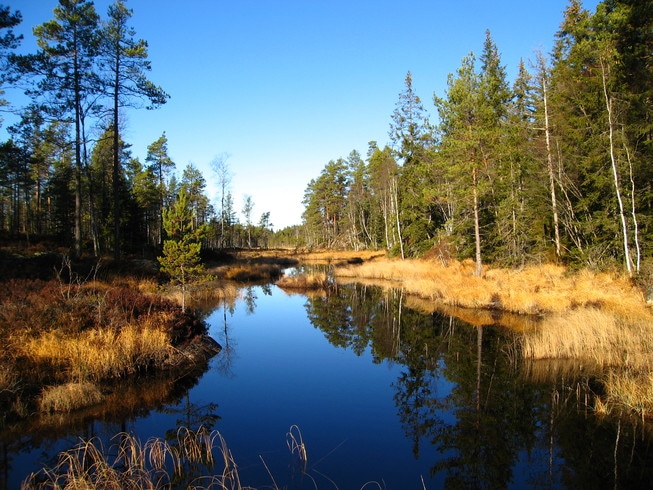 Skog grønt