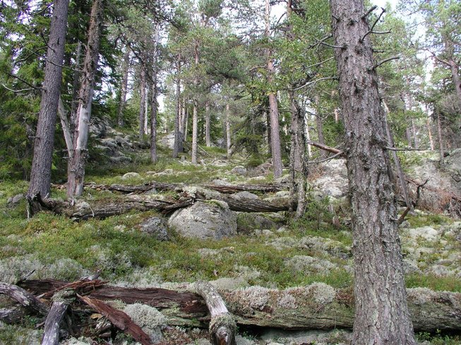 skog trær mose grønt bark natur