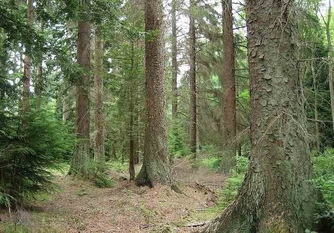 Skog