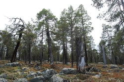 Pasvik. Foto: Espen Aarnes