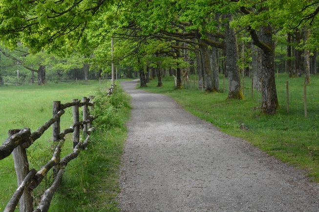 Pirolen observeres årlig på Jomfrunland, gjerne her i den vakre eikeskogen. Foto: Tor Bjarne Christensen