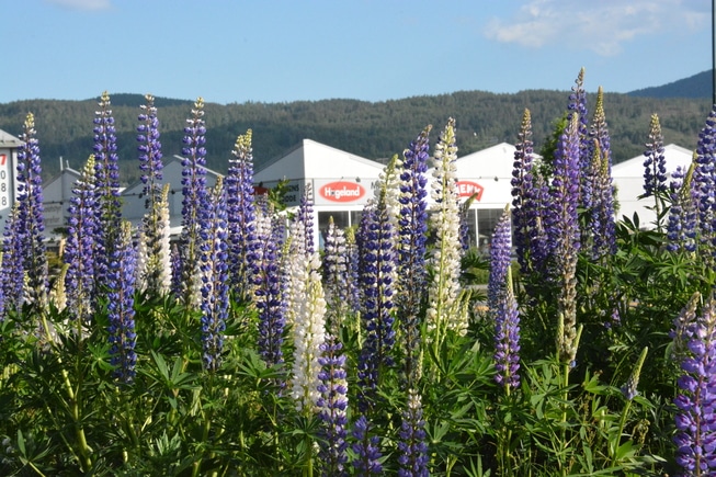 Høye planter ute i sollyset, lupiner