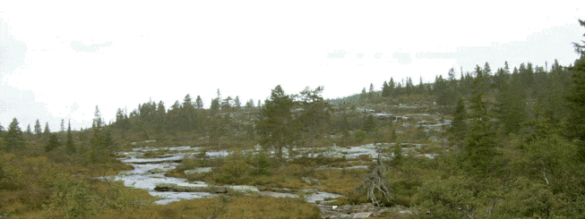 natur grønt elv skog trær