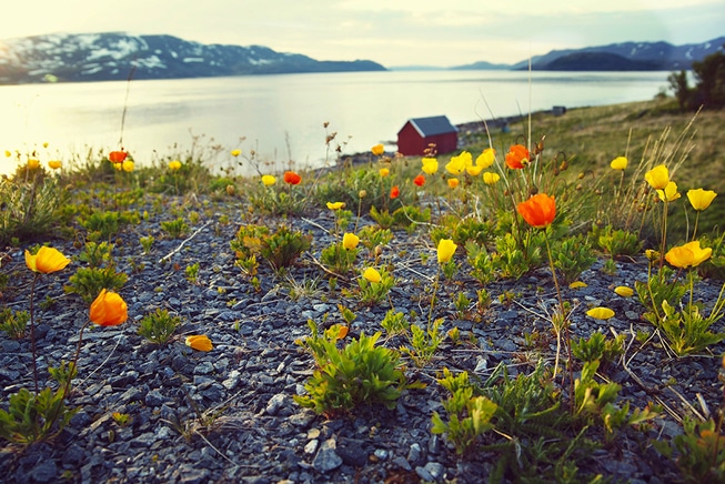 Repparfjord naturlandskap