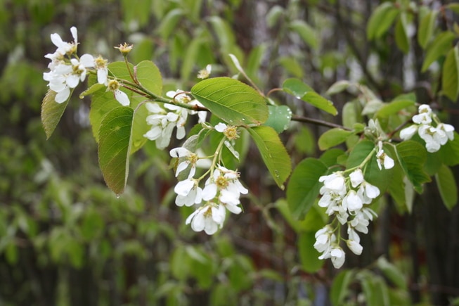 blåhegg blomst natur plante