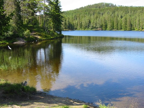 Baklidammen i Bymarka