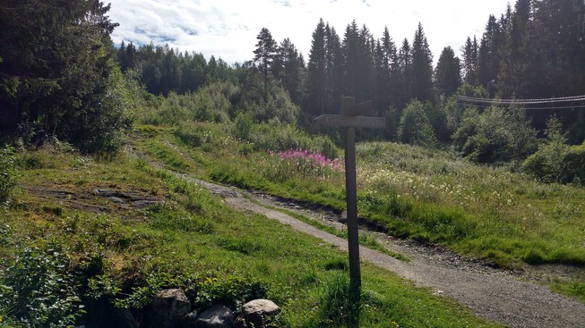 skog mark grønt