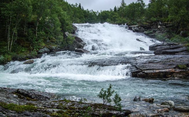 elv natur vann skog trær