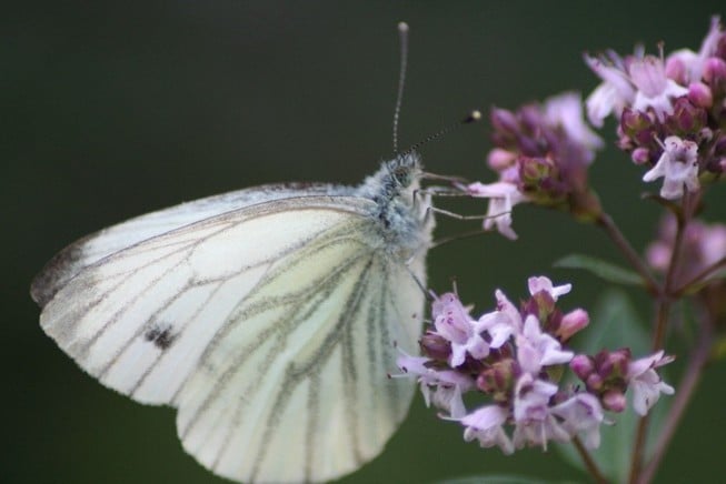 humler og insekter