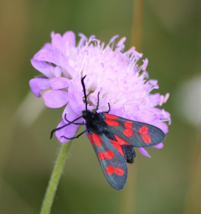 Bloddråpesvermer på blomst