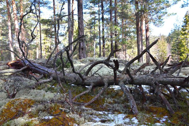 Et tre som har blitt hogd ned, skog