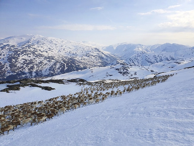 Rein på Øyfjellet