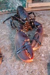 I år ble mer enn hundre personer anmeldt for ulovlig hummerfiske, blant dem en yrkesfisker som ble tatt med mer enn 300 hummere. Foto: Havforskningsinstituttet