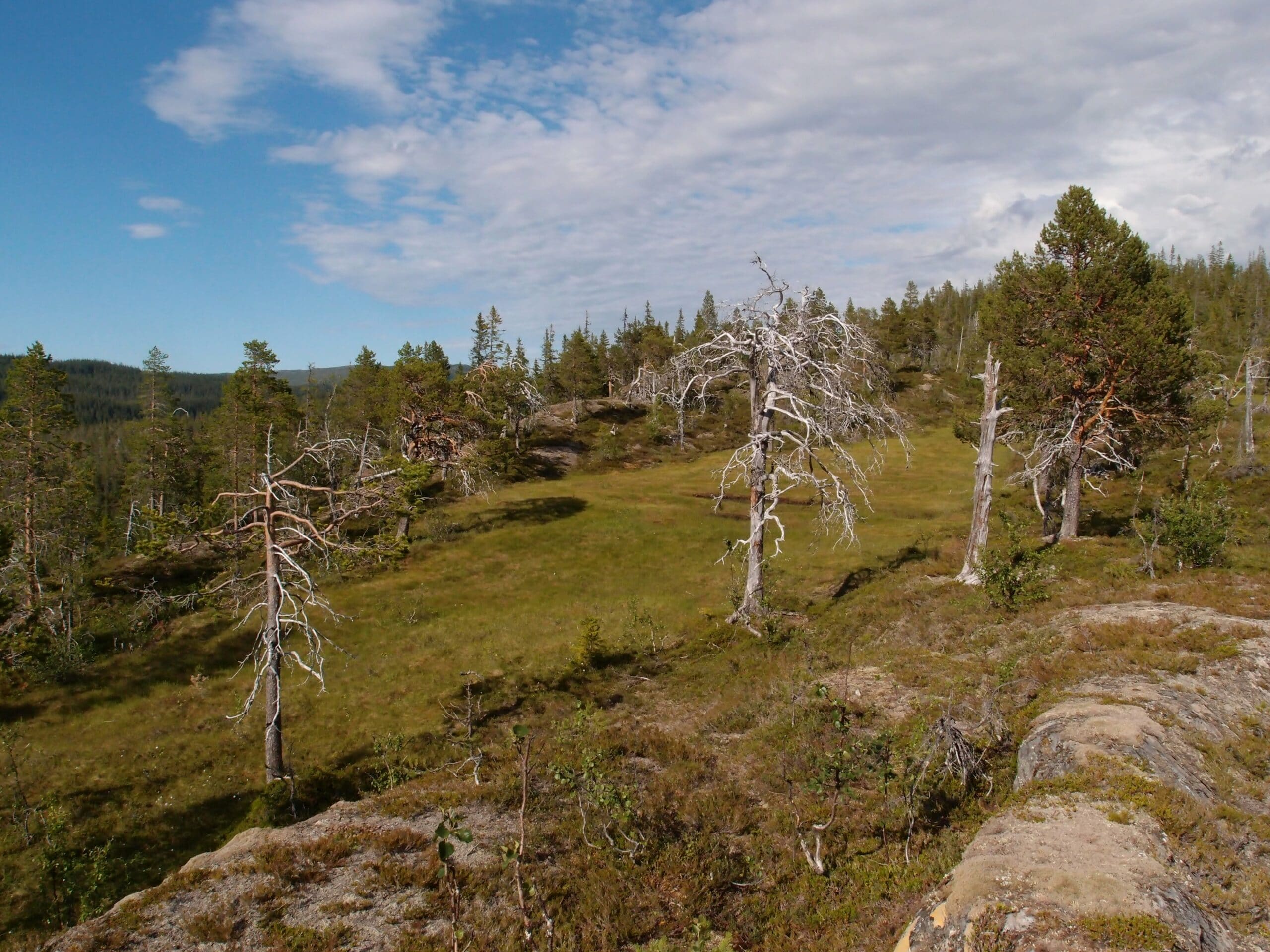 trær natur skog grønt