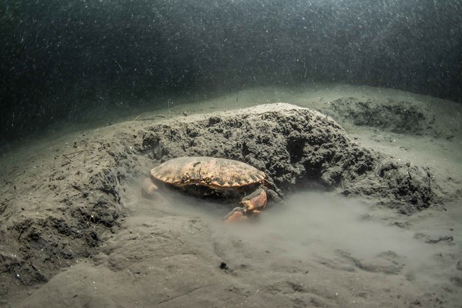 Krabbe på bunnen av havet