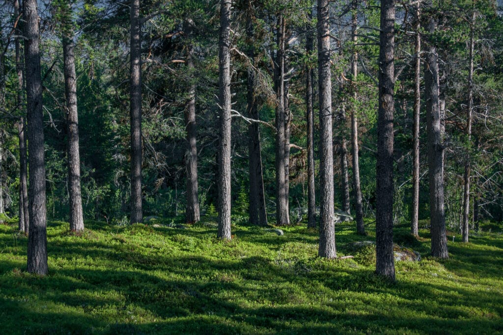 Murkhøvd, Valdres natur skog trær mose grønt