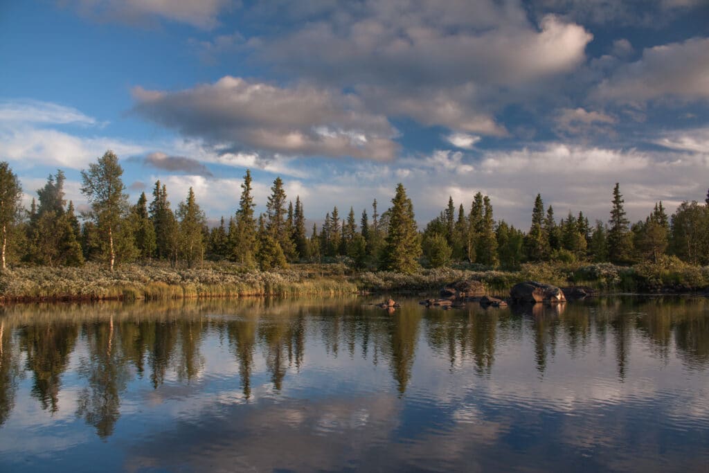 Yddin i Valdres skog elv grønt