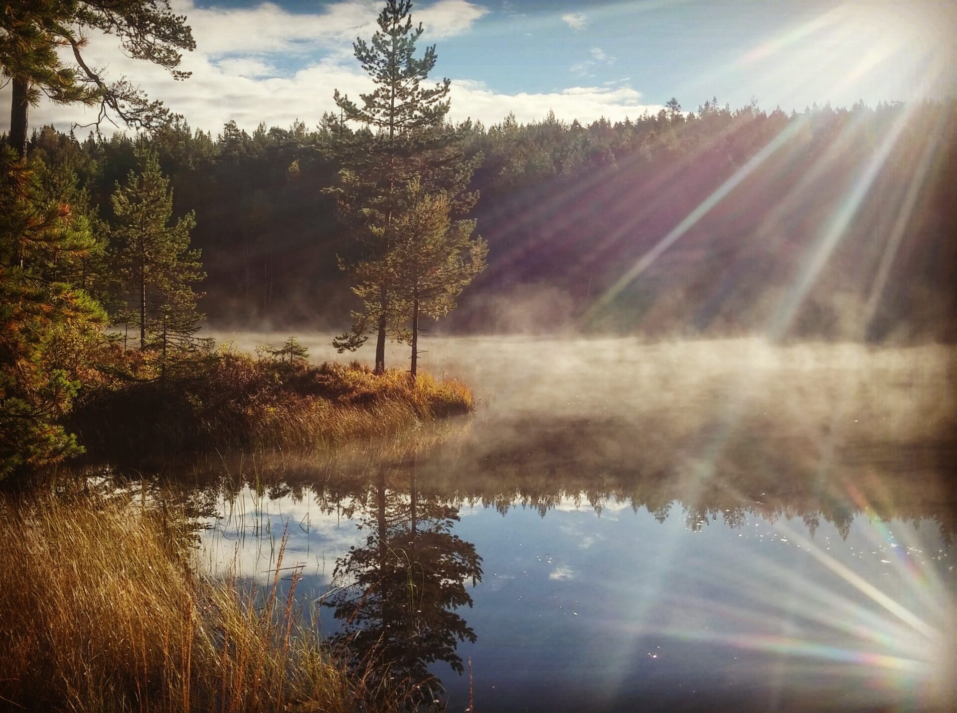 skogstjern, skog tjern sol damp