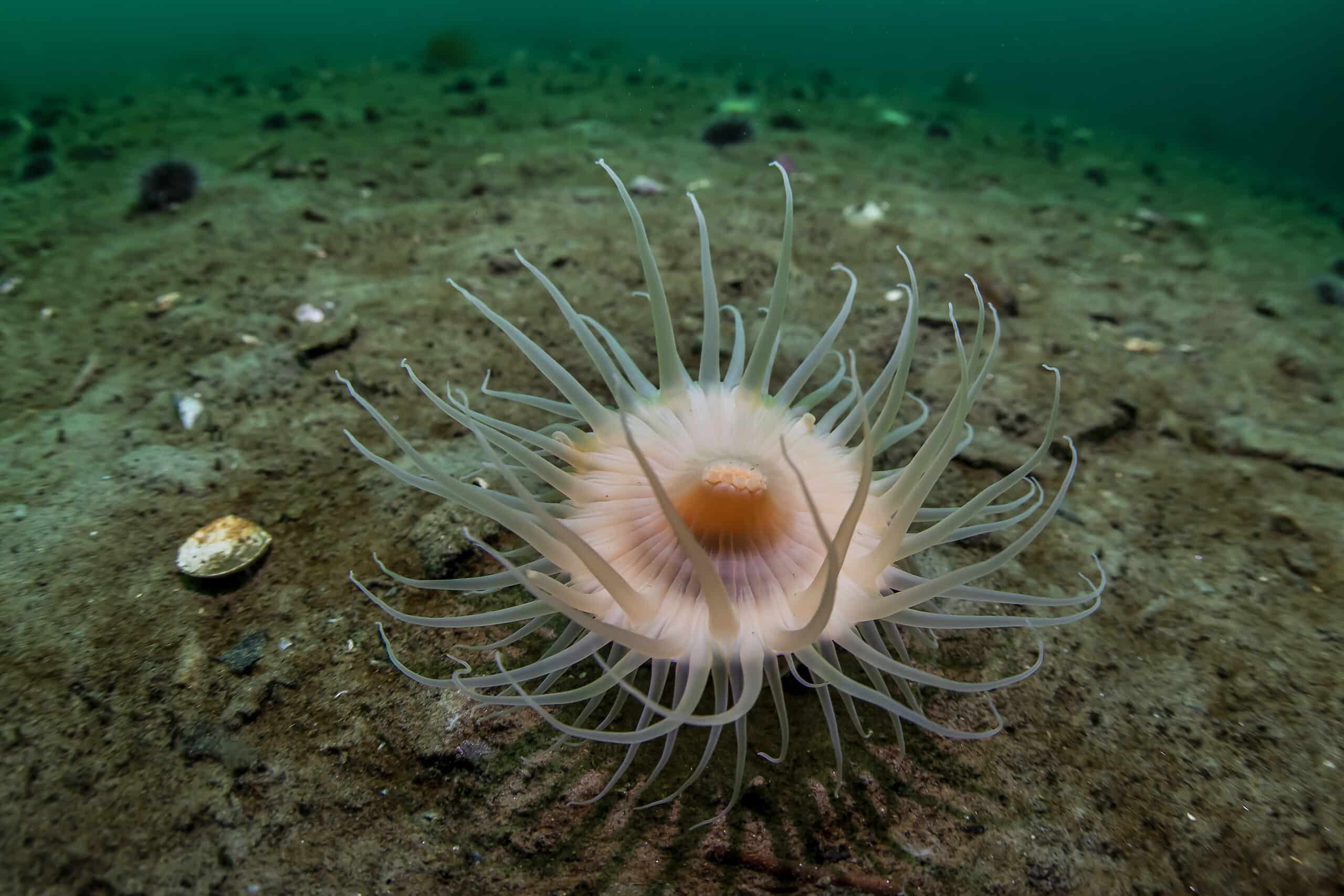 Hormathia nodosa, en sjøanemone som lever langt mot nord. Den holder gjerne til på tomme sneglehus hvor det bor eremittkreps. Anemonen fanger byttedyr med tentaklene sine og er til beskyttelse for sin vert. Til gjengjeld fører krepsen den rundt til nye jaktmarker. Foto: Erling Svensen