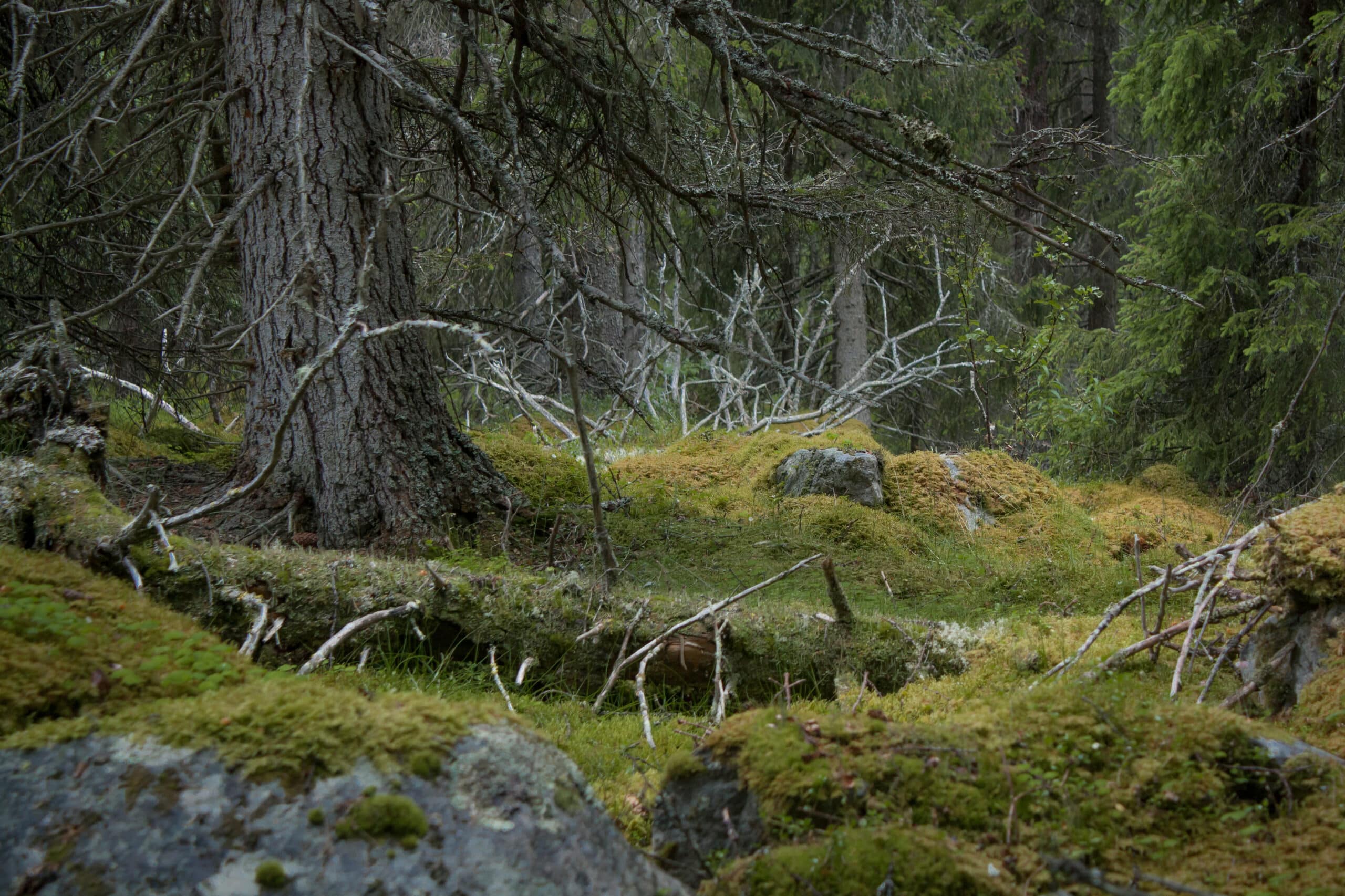 gammelskog