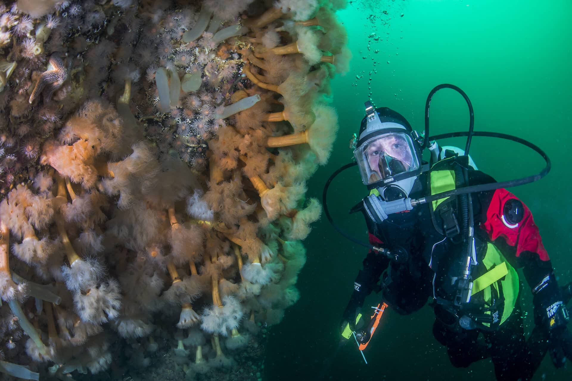 En dykker som utforsker havet