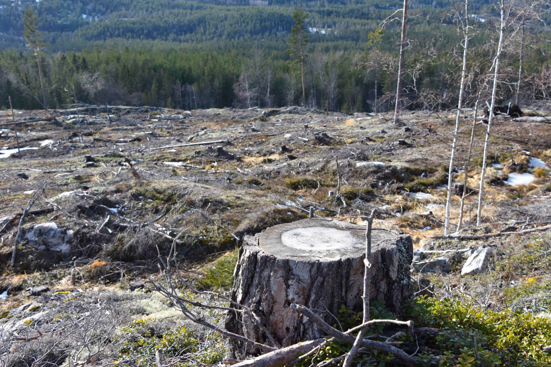 Hogstfelt i gammelskog i Ramsås ved Follsjå i Notodden. Foto: Tor Bjarne Christensen