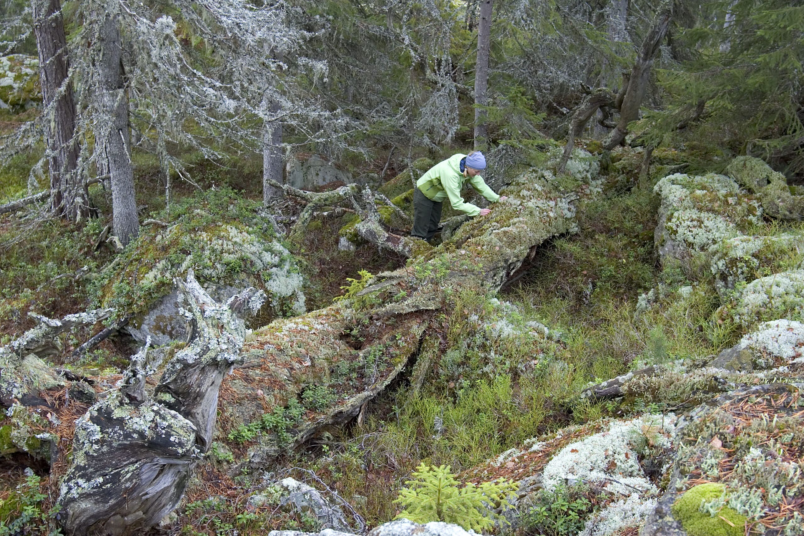 Heimseteråsen naturreservat i Sigdal kommune er blant Nordens best dokumenterte områder med et meget høyt antall av rødlistede arter. En stor tetthet av død ved er en av grunnene til det rike mangfoldet av sjeldne arter. Her er det en grov furulåg som er gjenstand for undersøkelser. Foto: Kim Abel