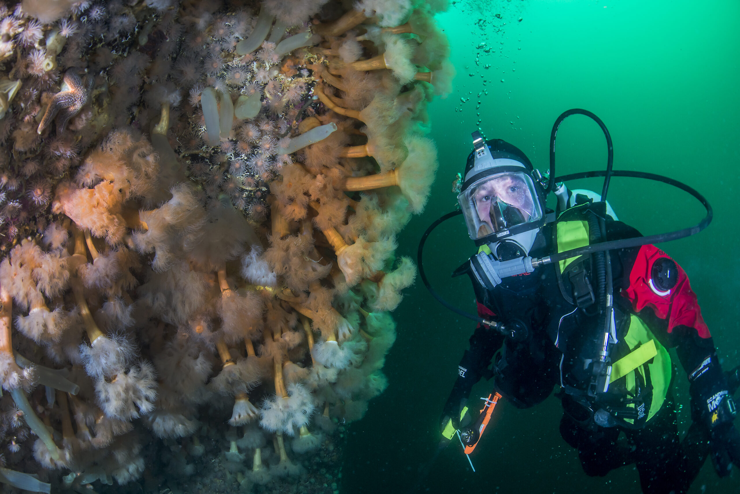 Førdefjorden er en ren fjord med et rikt plante- og dyreliv. Dumping av gruveavfall vil ramme livet i fjorden.