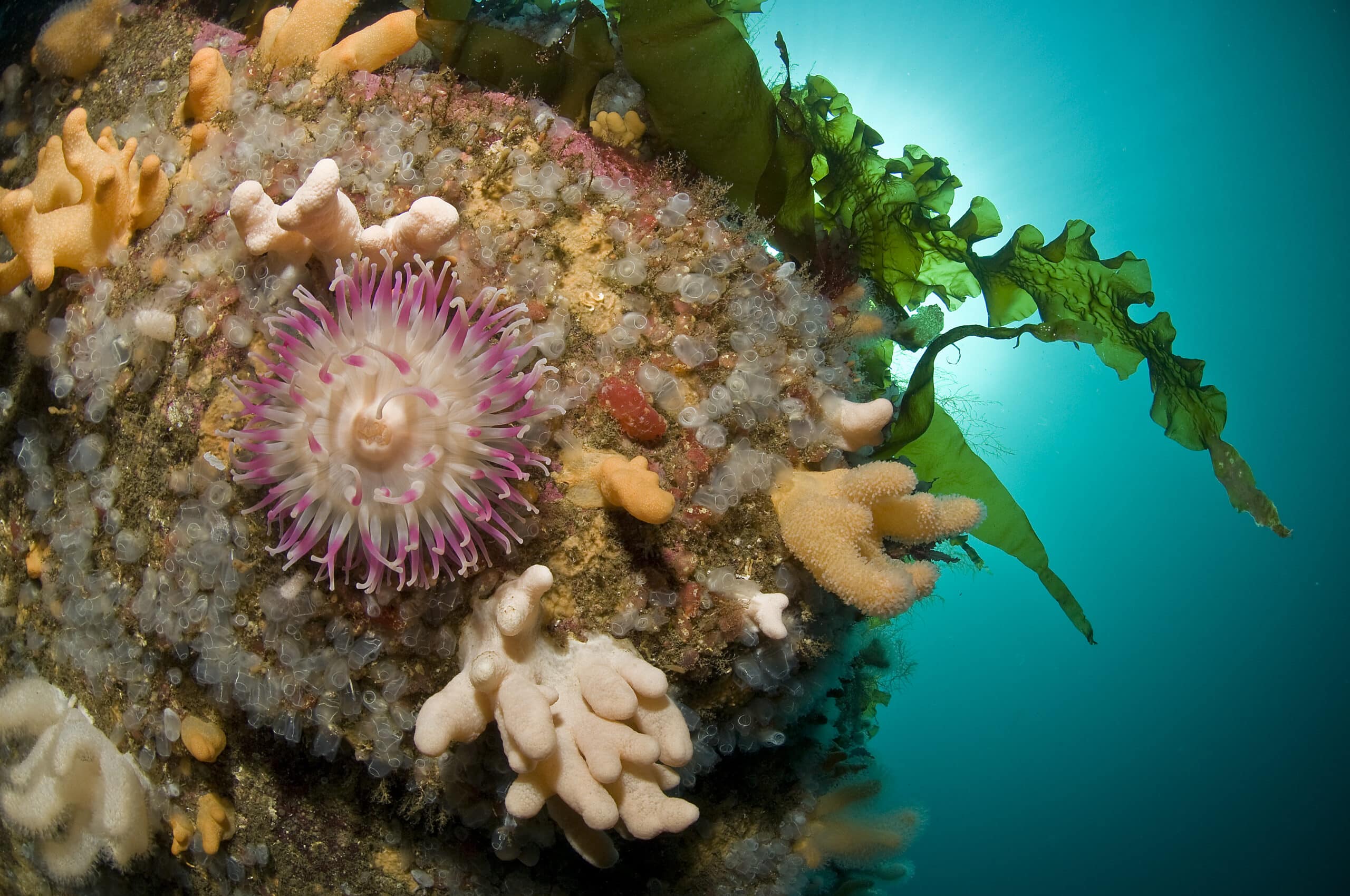 Bildet er fra Drøbaksundet i Oslofjorden pg viser sjøanemonen Urticina eques på en stein blant dødmannshåndkoraller, sjøpunger, svamp og hydroider. På toppen ser man sukkertare. Foto: Erling Svensen