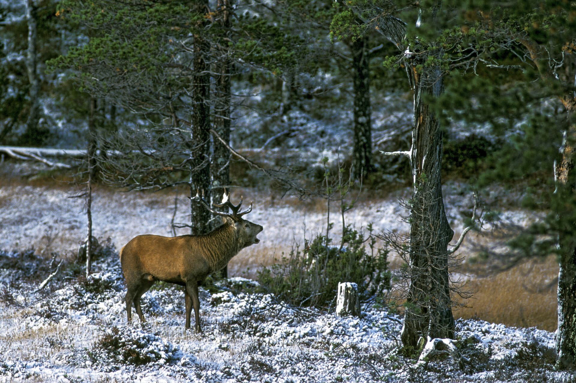 Brølende kronhjort i Grytdalen i Orkland. Foto: Steve Halsetrønning