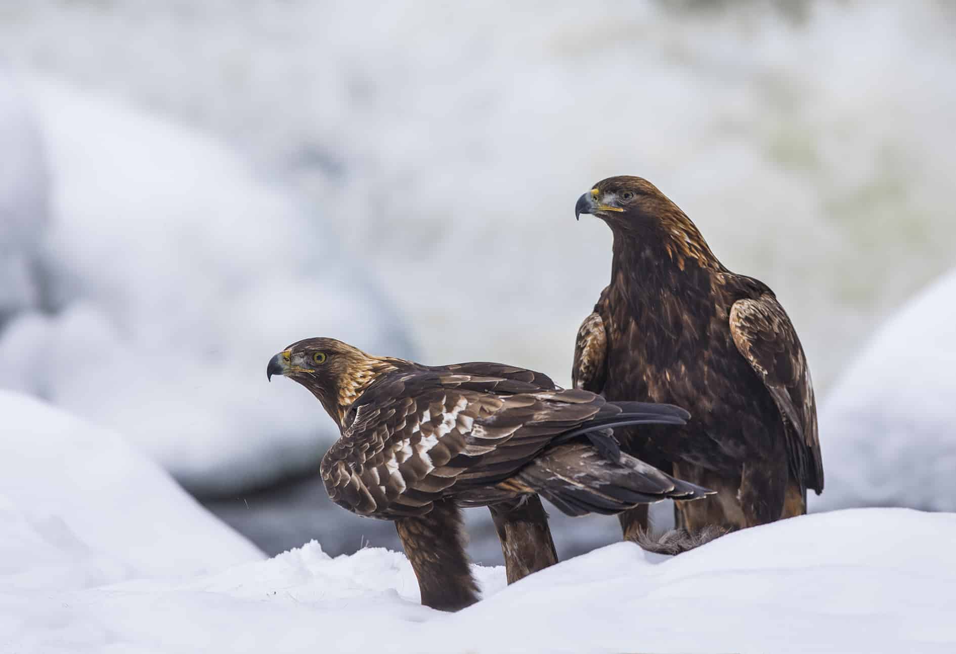 Kongeørnpar i Grytdalen i Orkland. Foto: Steve Halsetrønning