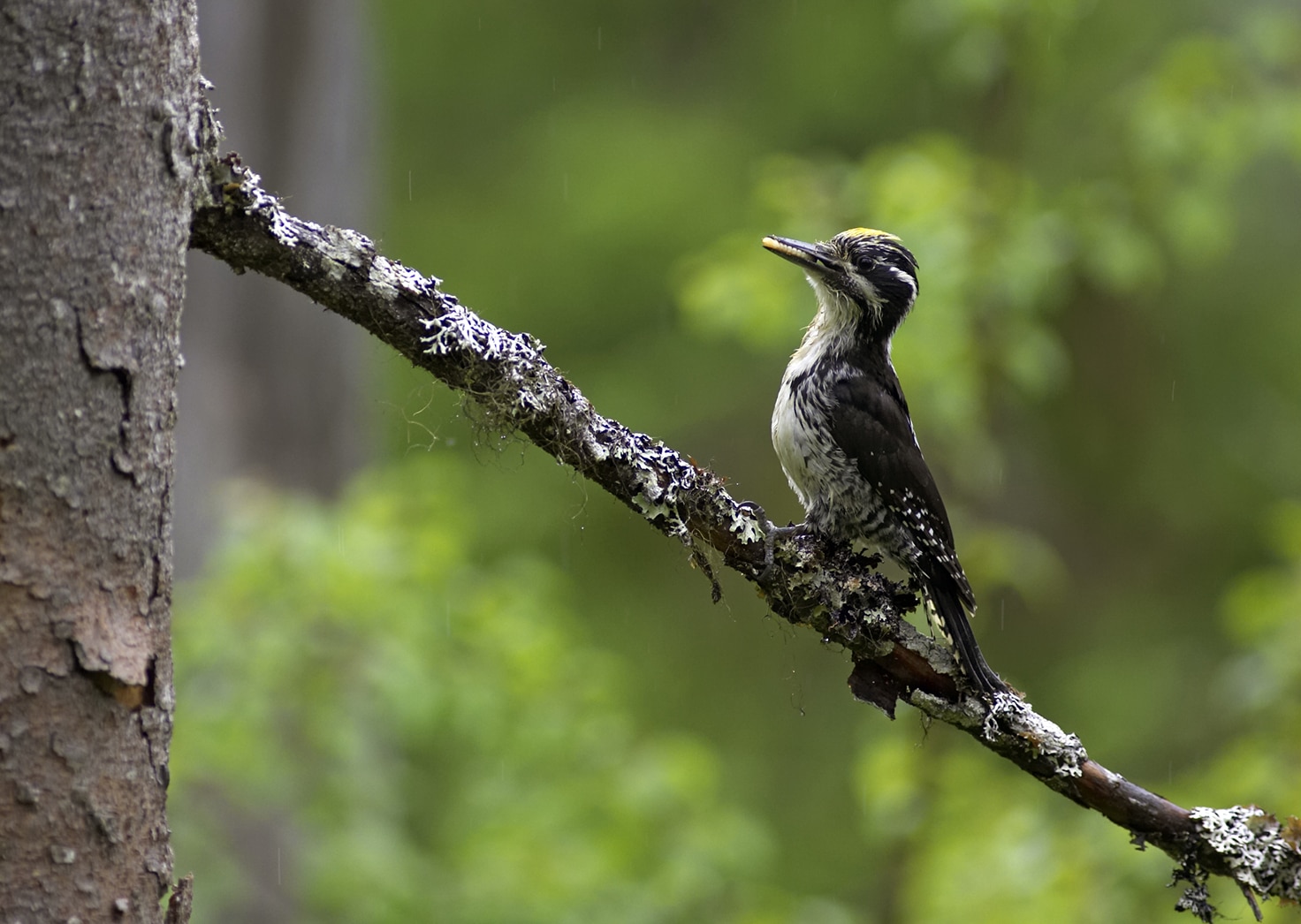 Tretåspett i Grytdalen i Orkland. Foto: Steve Halsetrønning