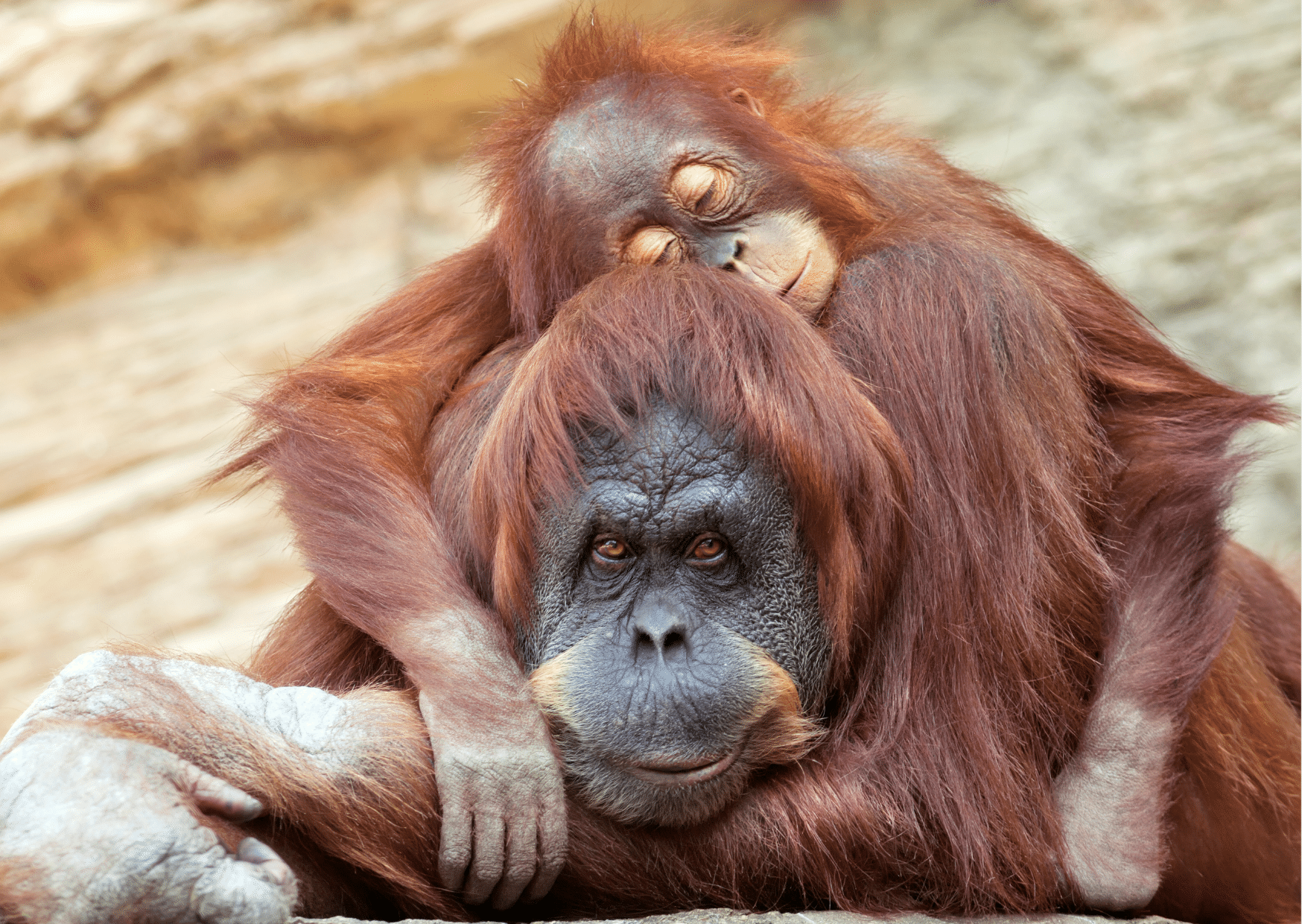 Orangutang