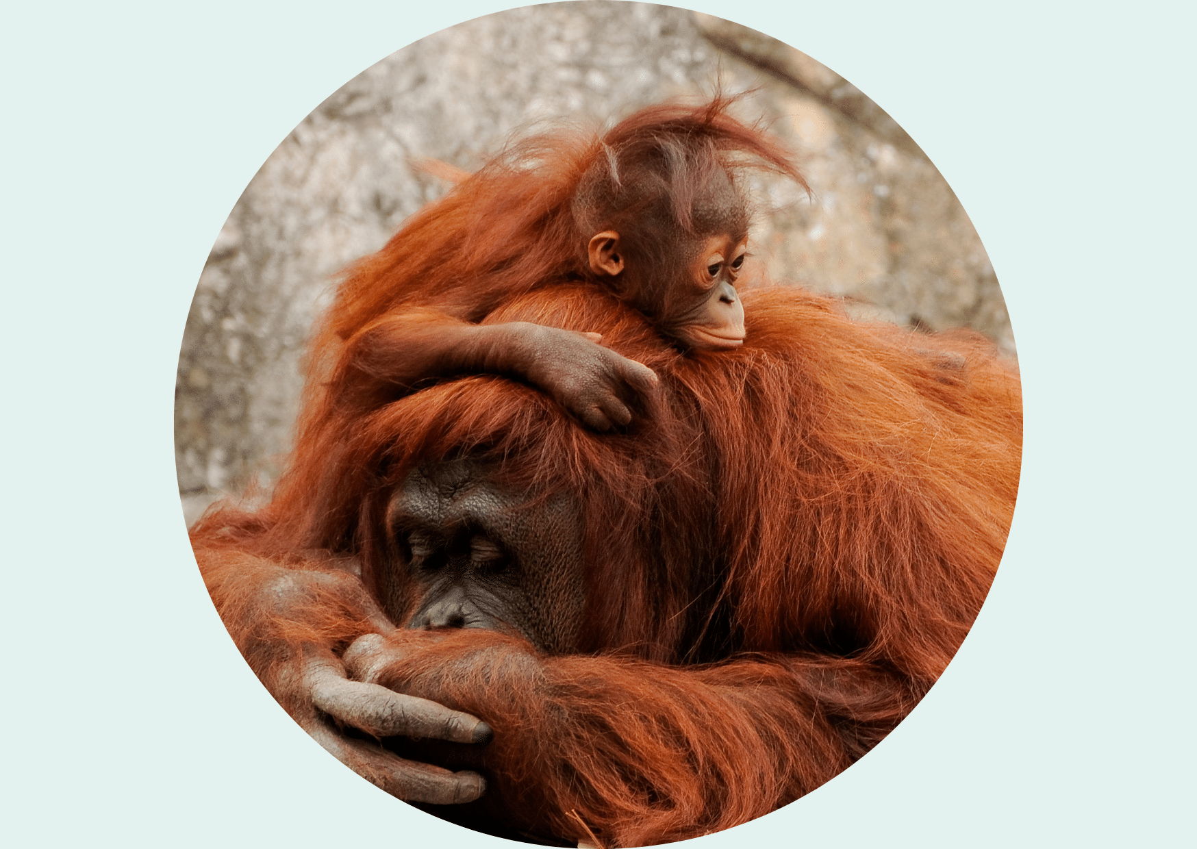 Orangutang