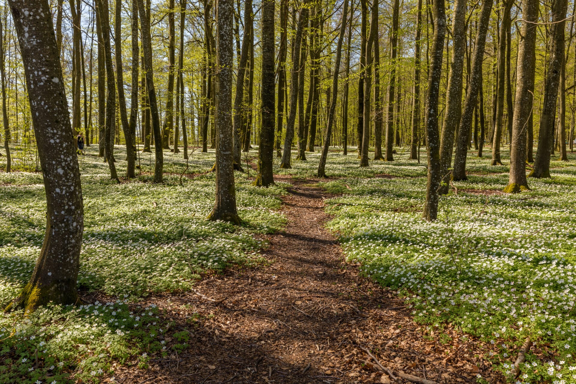 Skog med hvitveis