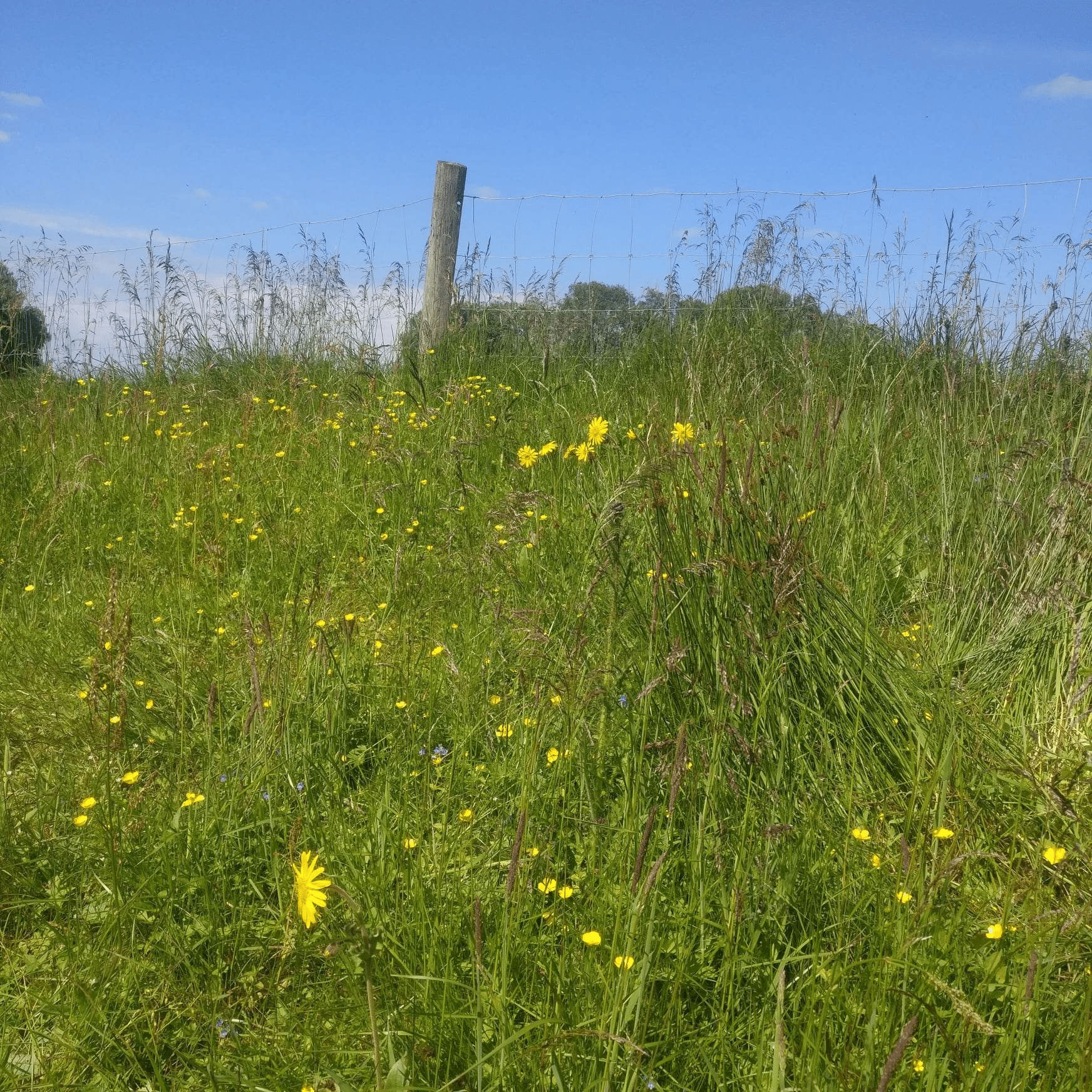 slåttemark med solblom