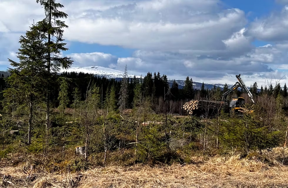 Flatehogst ved Sjøforsen 11 mai 2023. Foto: Tage Vedal