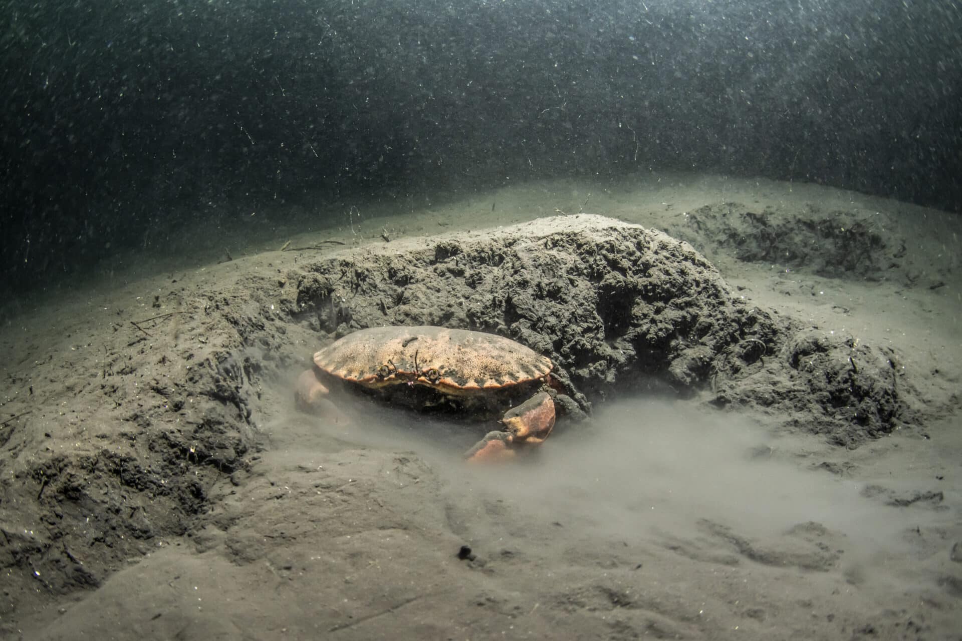 I Jøssingfjorden er sjøbunnen dekket av gruveavfall, og det er nesten ikke tegn til liv. Foto: Erling Svensen