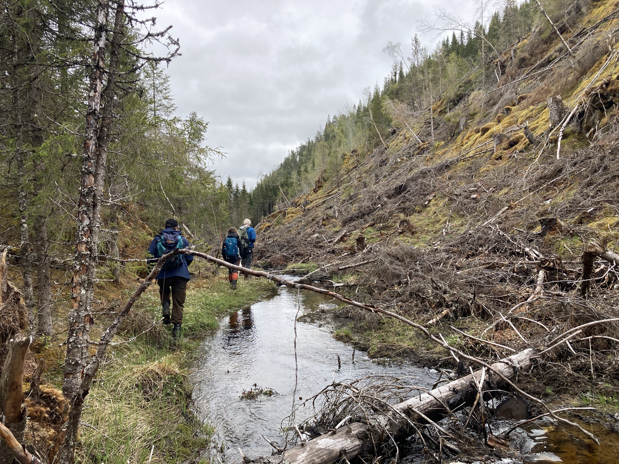 I Røsdalen i Orkland er det gjort en omfattende flatehogst i strid med lover, forskrifter og skogsertifiseringen, ifølge rapporten Toppen av isfjellet. Foto: Naturvernforbundet..