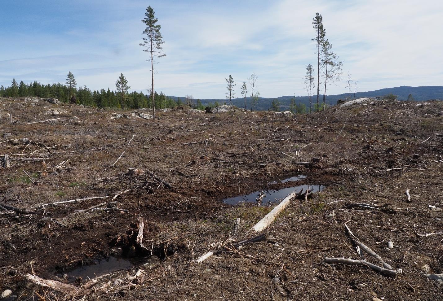 Flatehogst av gammelskog på Vikåsen i Notodden. Foto: Sigve Reiso