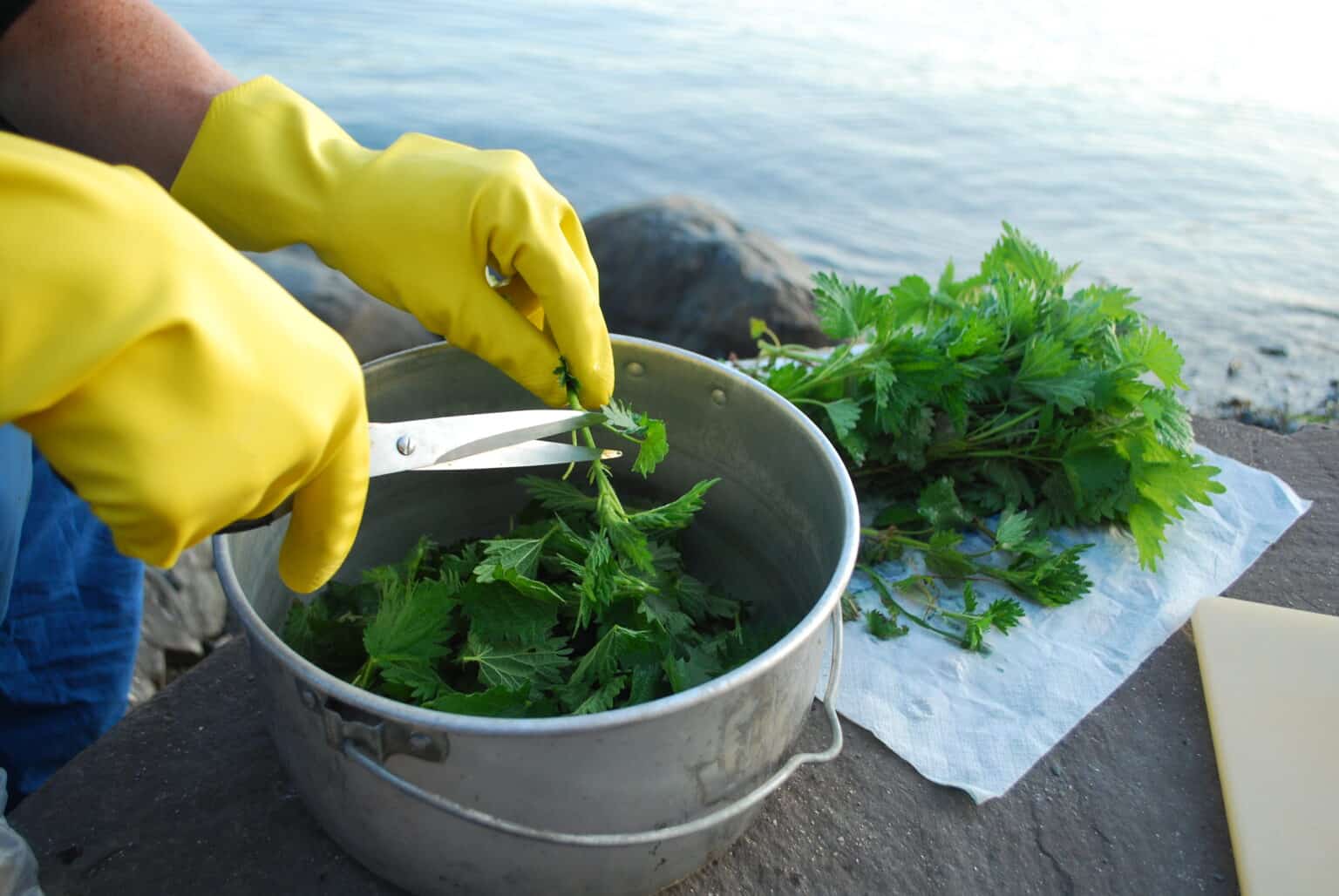 En hånd med gule hansker som bruker saks til å klippe brennesle i en kjele.