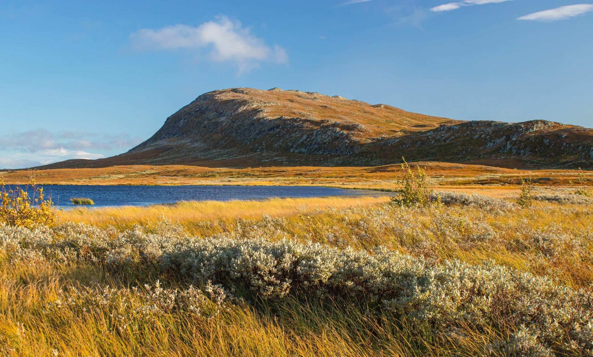 fjell og myr