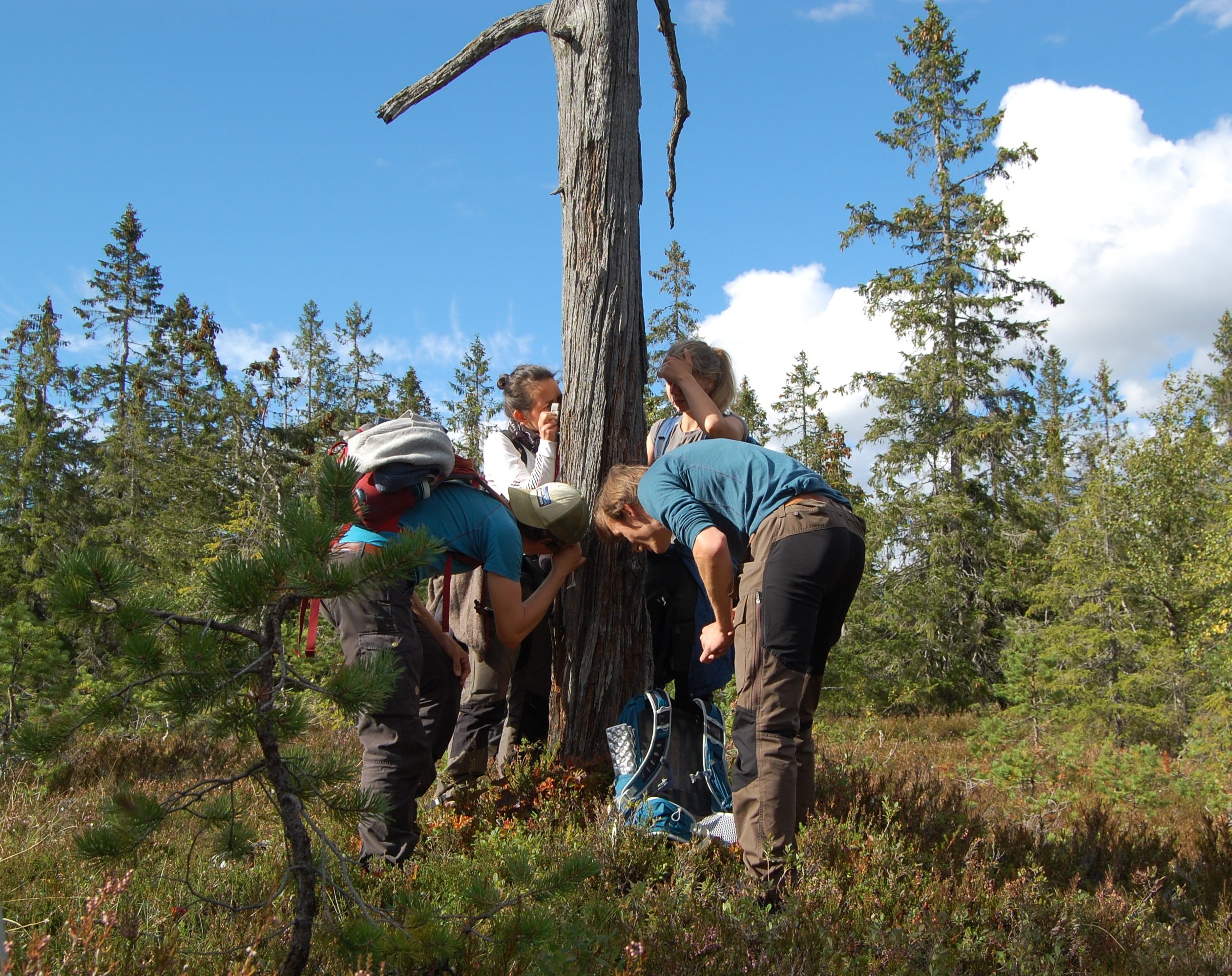 naturkartlegging i skog