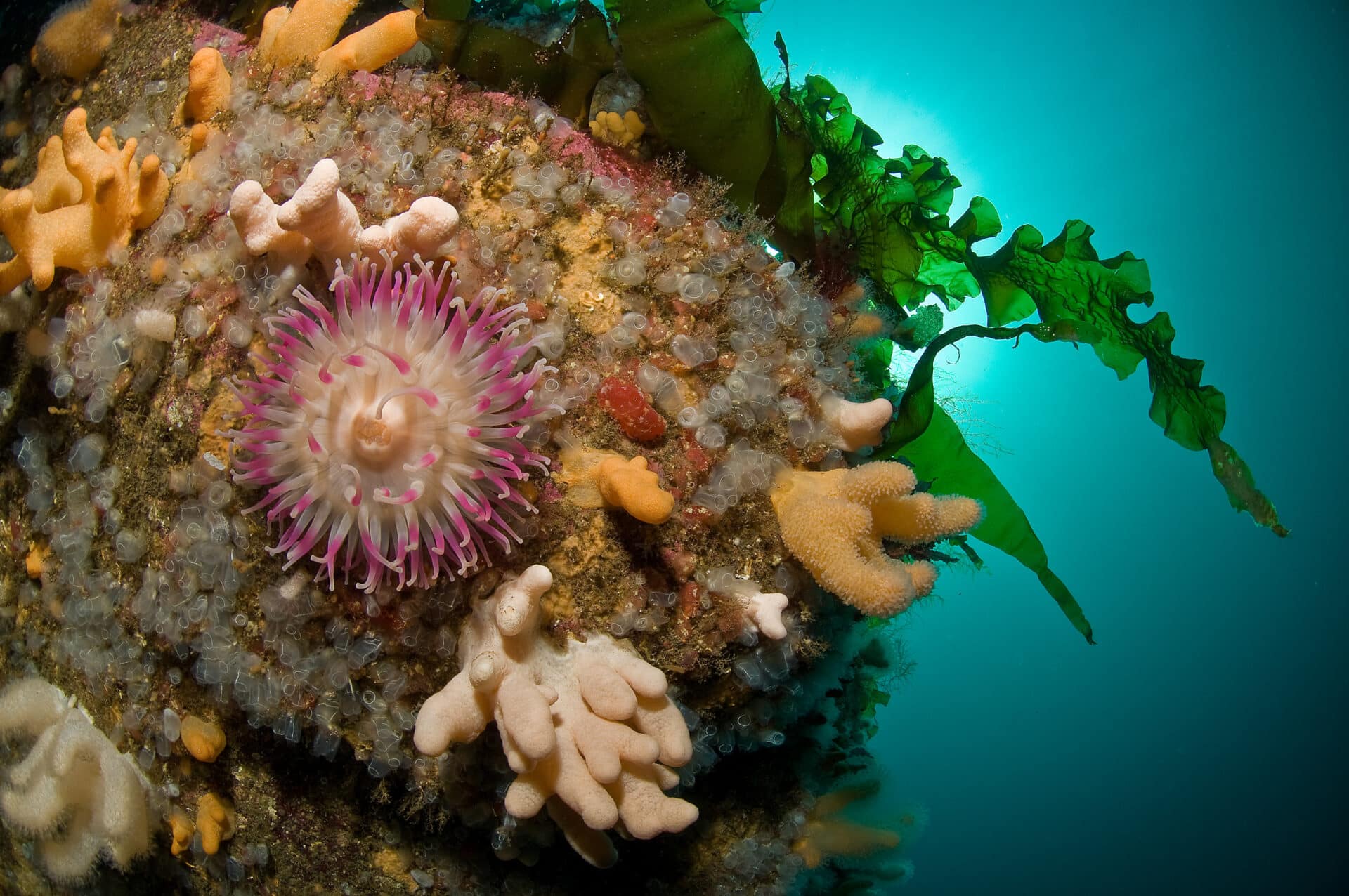 Sjøanemone, tare og andre bunndyr/ -plater på steinrabb under vann