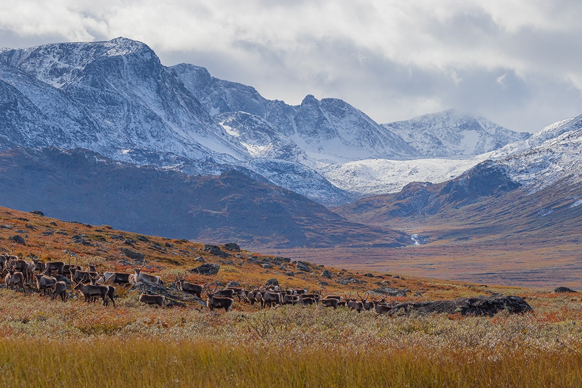 Norsk fjellheim med flokk av villrein