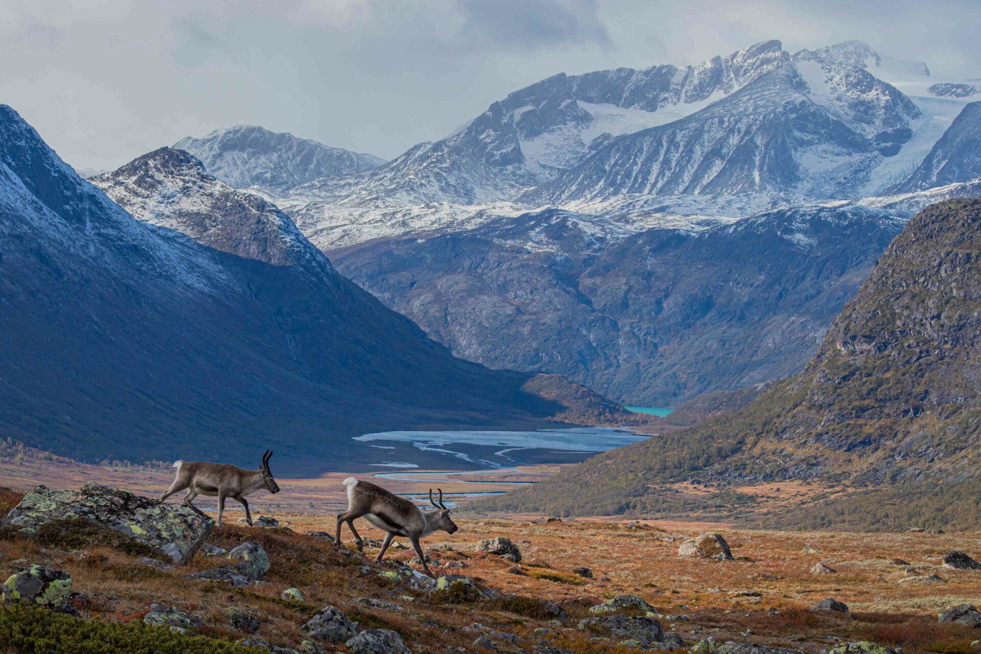 To reinsdyr går på en fjellvidde. I bakgrunnen kan en skimte et vann og noen fjell.